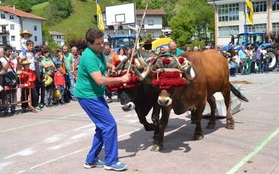 Traktorea nagusitu zaio idi-pareari Berako II. Azienda Feriako apustuan