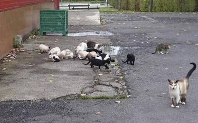 Kaleko katu eta usoei begirako hainbat neurri hartuko du udalak