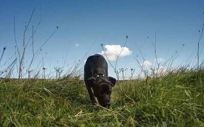 Amu pozoituak, animaliekiko tratu txarren gaitz berria