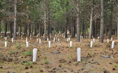 Baso erronkak Bidasoan jardunaldia antolatu du Foresna-Zurgaiak ekainaren 16an Lesakan