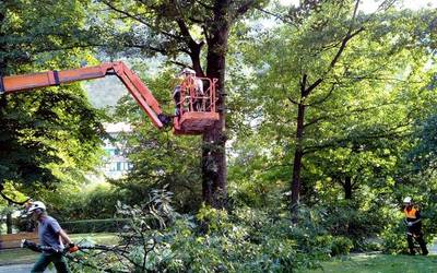 Sei zuhaitz botako direla-eta, Usondo parkeak erabilera mugatua izango du asteon