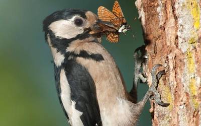 Hegaztiak ikustea 'birding' ei da