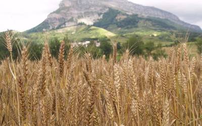 Bihar San Donato erromeria