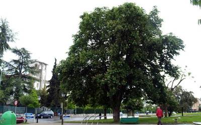 Txantrean auzoko zuhaitz preziatuena aukeratzeko ekimena abiatu da