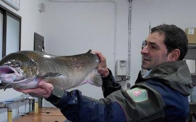 9 kilo eta metroko luzera duen izokin eme bat aurkitu dute Beran