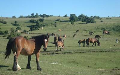 Urbasa-Andiarendako ekologia-ziurtagiria, bidean