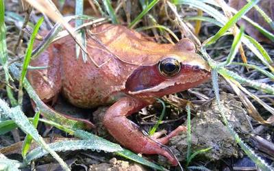 Anfibioen ‘etxera’ bisita gidatua antolatu dute Otxandion