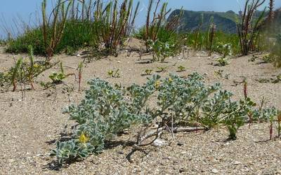 Larunbatean ekitaldi berezia egingo da Santiago hondartzan Natura 2000ren egunaren harira