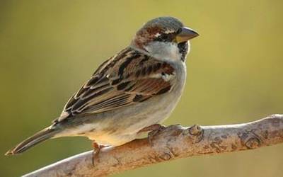 Berriozarko Natureskolak hegaztiak ezagutzeko ikastaro bat antolatu du euskaraz