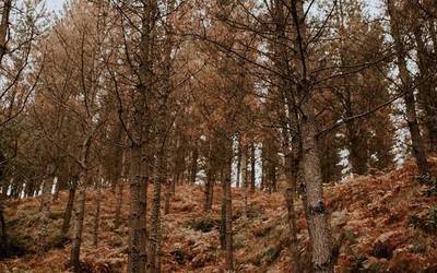 Pinudietan bota gura duten oxido kuprosodun tratamenduak aldeko  eta kontrako iritzia eragin du