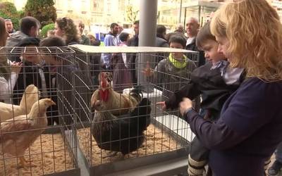 Ganadu eta hegazti feria Arizmendiarrieta plazan