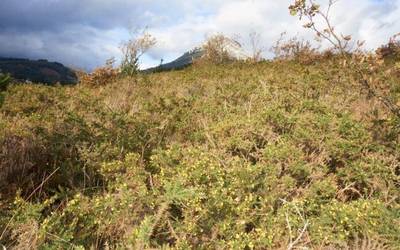 Aurten ere Hidalgobason egingo da zuhaitz eguneko landaketa