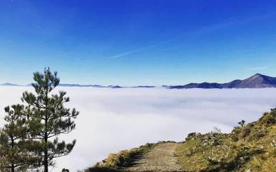 Natur taldeen arteko bilera egingo du Zuhaitzak Bizirik taldeak