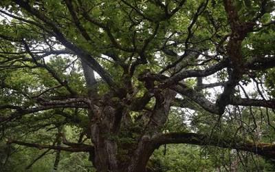 Basoak dira jaun eta jabe