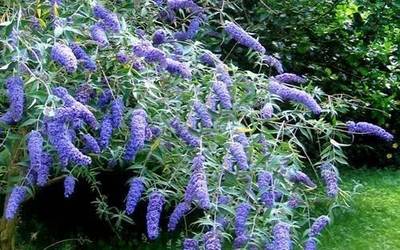 Flora inbaditzailea kontrolatzeko neurriak hartu ditu URAk