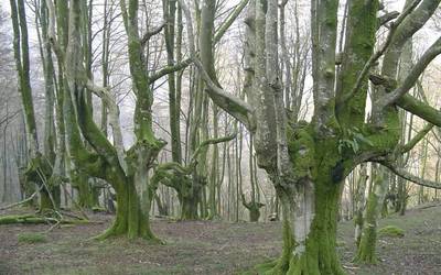 Bertiz Natur Parkeko argazki lehiaketa abian da
