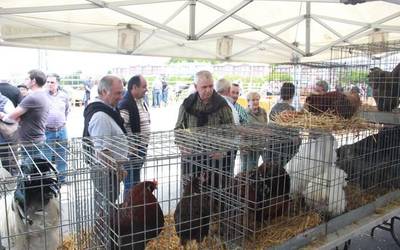 Asentzio Feria izango da Aian igandean