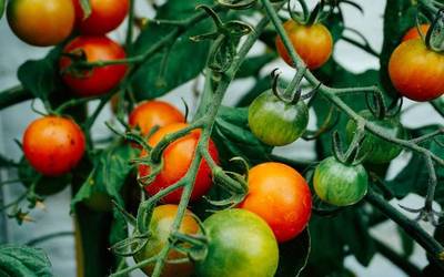 2020an iritsiko dira Gaubeako tomate hidroponikoak