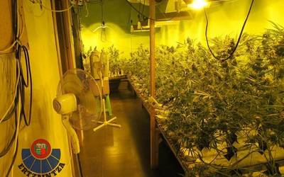 Gizonezko bat atxilotu dute Arrasaten lokal batean 200 marihuana landare izateagatik