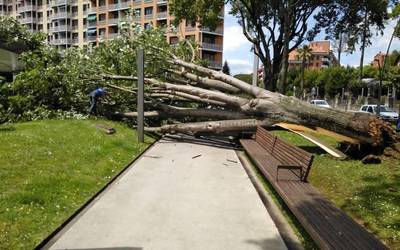 Zelaieta parkean zuhaitz bat erori da