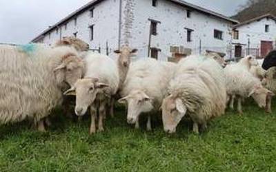Gomiztegi, Lamariano azpikoa eta Ama-txo baserriek ateak irekiko dituzte asteburuan