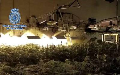 6.000 marihuana landare konfiskatu dituzte Iruñetik hurbil
