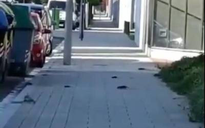 Sansomendin eta Salburuan arratoiak daudela salatu dute