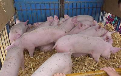 Txerri azoka ospatu dute Mutiloan
