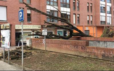 Durangon, Madalena inguruan atzo erori zen zuhaitza mozten ari dira