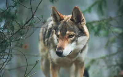 'Lupus' abizena izateak dakarren madarikazioa