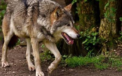 Otsoak lau ardi hil ditu Gibijo eta Arkamo mendietan