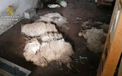 Animaliei tratu txarra ematea egotzi diote altsasuar bati