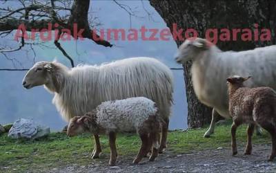 Ardiak umatzeko garaia bideoan bildu du Jose Ramon Amorosek