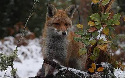 Zenbait animalia pozoitu dituztela salatu du Ekologistak Martxanek