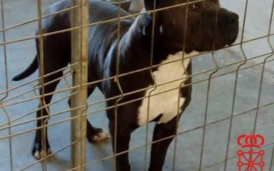 Animaliei tratu txarrak emateagatik ikertuta