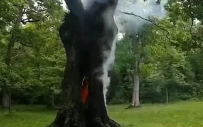 Tximista batek Altsasuko San Pedro baselizako haritz bat bota egin du