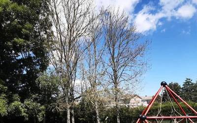 Mainondoko haur parkearen ondoan dauden lau zuhaitz pozoindu dituzte