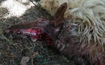 Txakur batek hainbat ardi hil dituela salatu dute