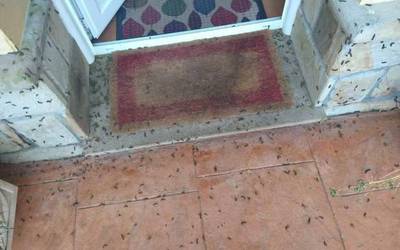 [ARGAZKIAK] Zomorro plaga batek harridura eragin du Garain