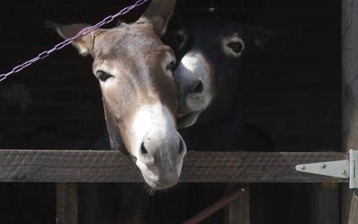 Aterpea, bigarren aukera behar duten animalientzat