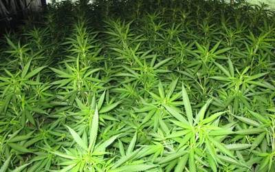 Hainbat marihuana sail desegin ditu Ertzaintzak eskualdean, tartean Aian