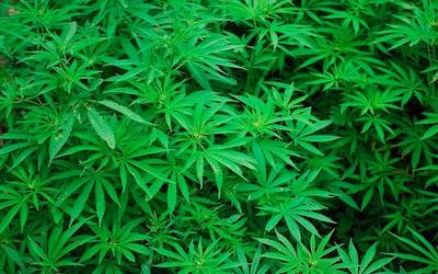 Marihuana plantazioak desegin ditu Ertzaintzak Azkoitian