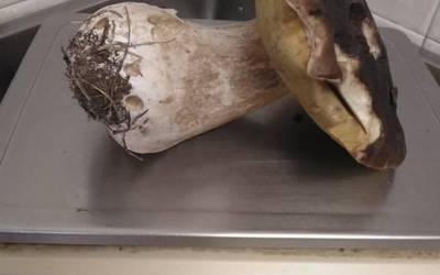 Kilotik gorako onddoa jaso dute gaur Otarre jatetxearen inguruan