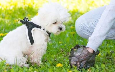 Txakurrak eta etxeko animaliak edukitzea arautzen duen ordenantza onartu du Berako Udalak