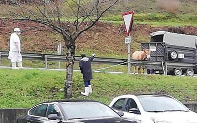 Behi batek ihes egin du Zubillagako hiltegira sartu aurretik