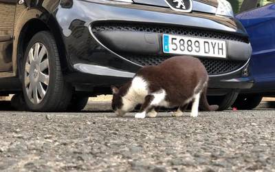 Esterilizatu eta askatzea, Bergarako Miauka elkartearen "lehentasuna"
