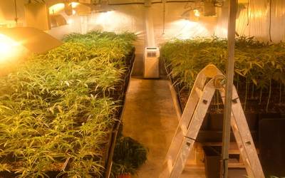 Marihuana-plantazio bat topatu dute Loiun