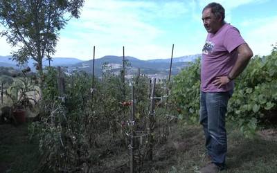 "Tomate gustagarria da batzen dituen ezaugarriengatik"