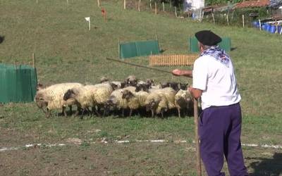 Oñatiarrek ez dute lortu Euskal Herriko Artzain Txakurren Txapelketara pasatzea