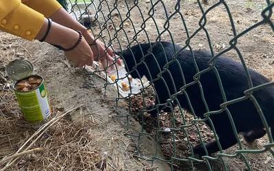 Abadiñoko hamar bat herritarrek udalerriko kale katuak babesteko lan boluntarioari ekin diote